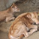 김종덕농장 이미지