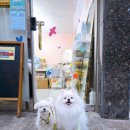 부광퍼피 이미지