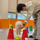 밤밤애견유치원