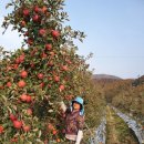 팔봉산영농조합법인 | 화령 사과의 개척자, 김응철 전 팔봉산사과영농조합법인 대표