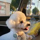 스페셜 퍼피 케이크 이미지