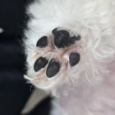 편안한댕 이미지
