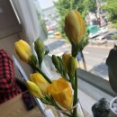 리엠피레