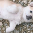인절미
