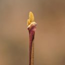 나무나무 이미지