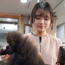 댕댕이이발관 이미지