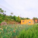 사라실 라벤더 단지 이미지