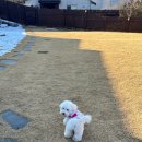 바우하우스 105 | 반려견(애견)펜션 홍천 바우하우스 105 A동 내돈내산 솔직 리뷰