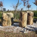 화석(규화목) 이미지