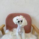 절세미견 이미지