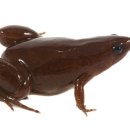 개구리PC방 이미지