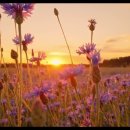 Maywood - Just A Little Bit Of Love 이미지