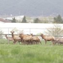 엘크사슴 이미지