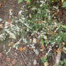 Island Pond Loop + Lemon Squeezer, Harriman State Park (10/02/24) 이미지