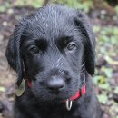 이삭애견훈련소 이미지