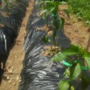 장한농장 이미지