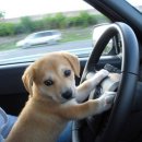 아기강아지 이미지