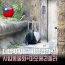 브라운캐빈6 민박 | 대만 타이베이 가볼 만한 곳 아이랑｜타이베이 동물원 마오콩 곤돌라 하루 코스