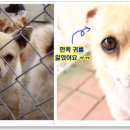 근수농장 Daum카페