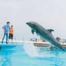 돌핀블루 이미지