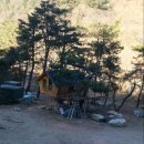 소나무집 이미지