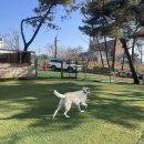 드린겐 애견테마파크 | [시흥] 드린겐애견테마파크, 재방문...? 솔직후기