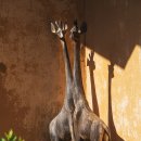 숲속의 예쁜펜션 이미지