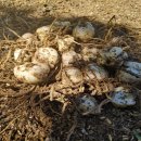 초일농장 이미지