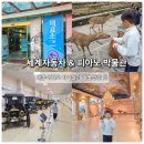 기분 좋은 자동차 | 제주 세계자동차&amp;피아노 박물관 후기, 기대 이상이었던 제주 아이와 가볼만한곳