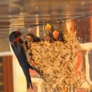 서삼면사무소 이미지