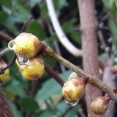 꽃봉우리 이미지