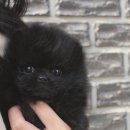 소문난 강아지 | 강남강아지분양 현장 리포터가 전하는 생생한 입양 후기