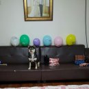 동네강아지 이미지