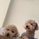 댓츠댕댕스쿨 이미지