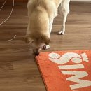 우리집 멍뭉 이미지