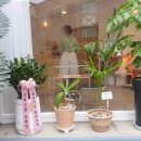 애빗다(Aevitda) 이미지