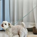 우리집 댕댕이 | [인천 삼진커텐] 인테리어의 완성! 거실 실크 커튼 방문 상담 및 셀프 설치 솔직 후기
