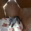 달콤하니냥 이미지