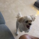 쿨피씨 | 10월의 짱아 산책(10.1-10.5)