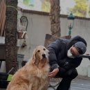 반려견 셀프미용 이미지