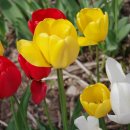 꽃집민박 이미지