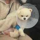 엄마손 동물병원 | 강아지 슬개골 수술 후기 내돈내산 비용 재활 동물병원추천까지