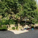 돌배나무 민박 이미지