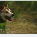 정돌이네 이미지