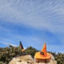 쿨스타스 이미지