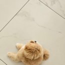 바오펫살롱 이미지