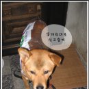 이새 이미지