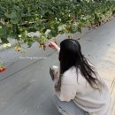 하늘애딸기농장 | 서울 근교 광주 곤지암 먹으면서 딸 수 있는 딸기체험장 철판아이스크림 만들기 하늘애딸기농장