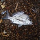 엘제이비 이미지