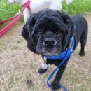 언니야PC 이미지